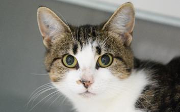 cat adoption photo