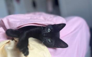 cat adoption photo
