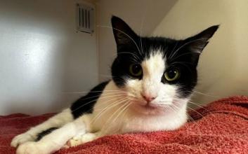 cat adoption photo