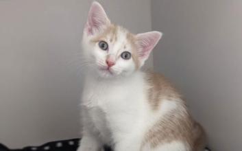 cat adoption photo