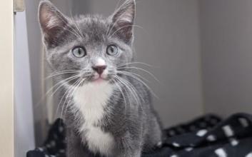 cat adoption photo