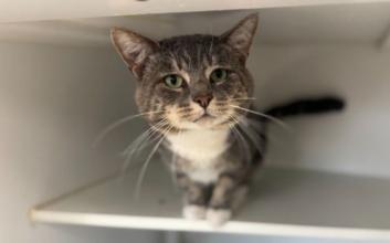 cat adoption photo