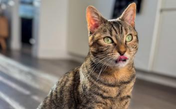 cat adoption photo