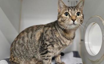 cat adoption photo