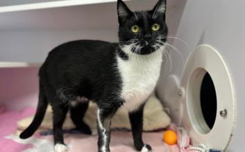 cat adoption photo