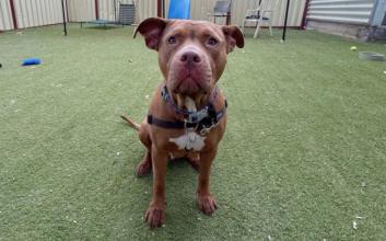 dog adoption photo