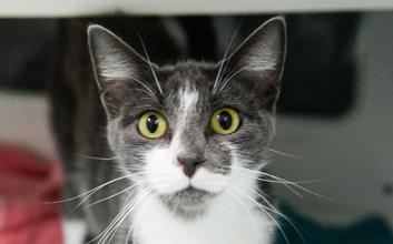 cat adoption photo