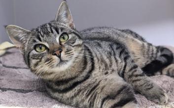 cat adoption photo
