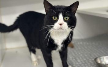 cat adoption photo