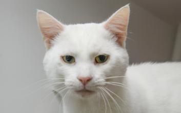 cat adoption photo