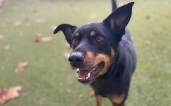 dog adoption photo