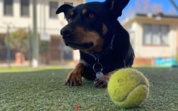 dog adoption photo