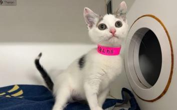 cat adoption photo