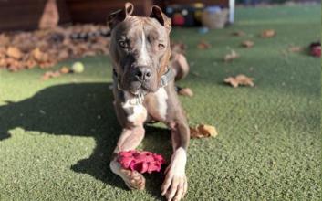 dog adoption photo