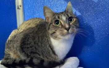 cat adoption photo