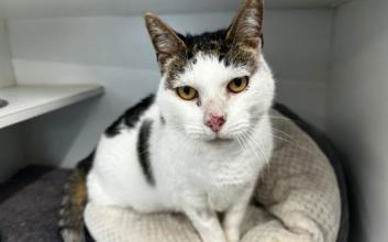 cat adoption photo