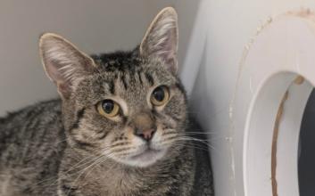 cat adoption photo