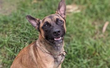 dog adoption photo