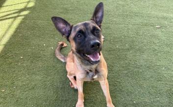 dog adoption photo