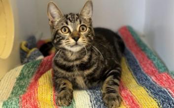 cat adoption photo