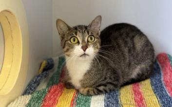 cat adoption photo