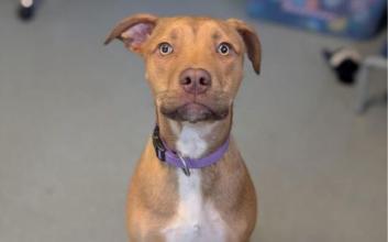 dog adoption photo