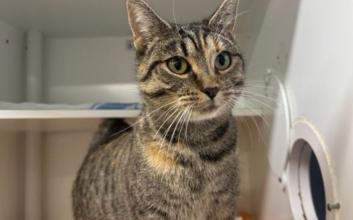 cat adoption photo