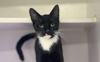 cat adoption photo