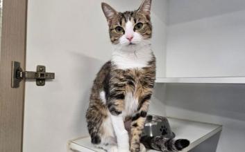 cat adoption photo