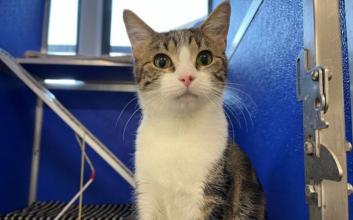 cat adoption photo