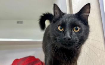 cat adoption photo