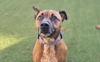dog adoption photo
