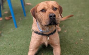 dog adoption photo