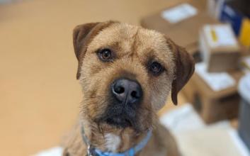 dog adoption photo
