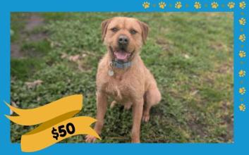 dog adoption photo