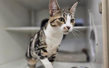 cat adoption photo