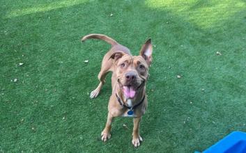 dog adoption photo