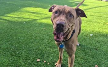 dog adoption photo