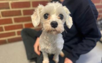 dog adoption photo