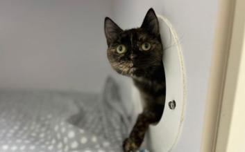 cat adoption photo