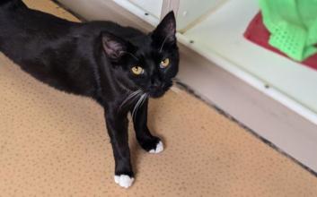 cat adoption photo