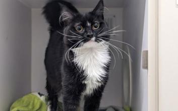 cat adoption photo