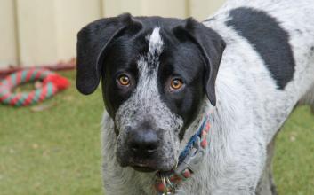 dog adoption photo
