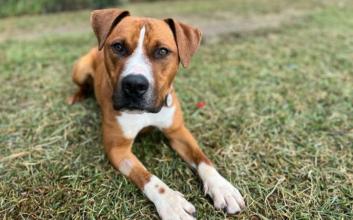 dog adoption photo