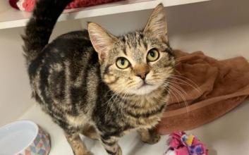 cat adoption photo