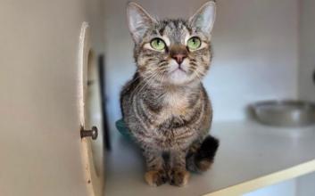 cat adoption photo