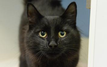 cat adoption photo