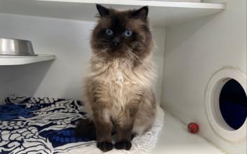 cat adoption photo