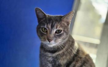 cat adoption photo