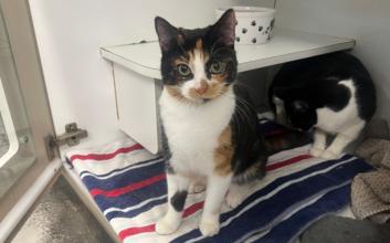 cat adoption photo